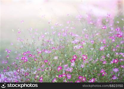 Mini romantic pink spring flowers, stock photo