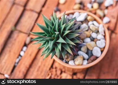 Mini succulent plants decorative cactus, houseplants in brown cray pot, Closeup.