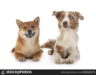 Miniature American Shepherd and shiba inu in front of white background