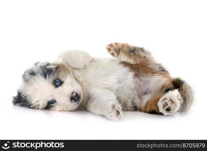 Miniature American Shepherd in front of white background