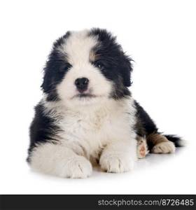Miniature American Shepherd in front of white background