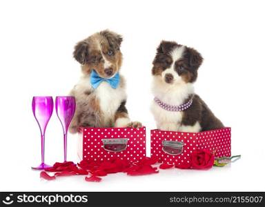 Miniature American Shepherds in front of white background