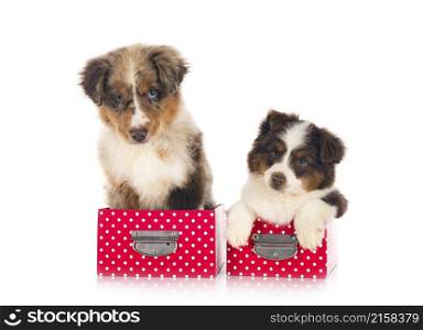 Miniature American Shepherds in front of white background