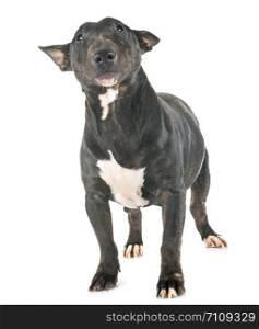 miniature bull terrier in front of white background