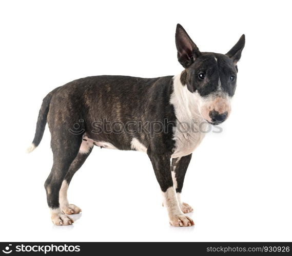 miniature bull terrier in front of white background