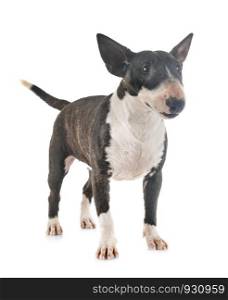 miniature bull terrier in front of white background