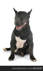 miniature bull terrier in front of white background