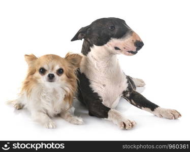 miniature bull terrier in front of white background