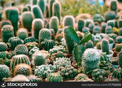Miniature cactus pot decorate in the garden / various types beautiful cactus market or cactus farm indoor microgreen home gardening and decorating