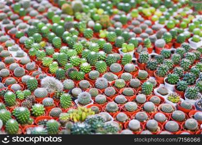 Miniature cactus pot decorate in the garden / various types beautiful cactus market or cactus farm