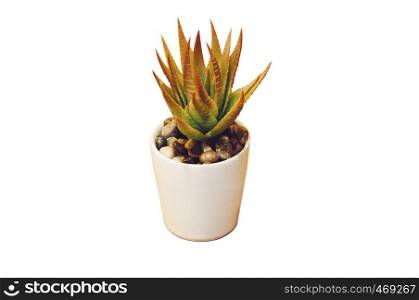 Miniature colourful Aloe Vera succulent in white pot isolated on white background