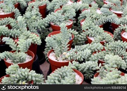miniature echeveria succulent plant in flower shop