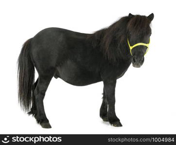 miniature horse in front of white background