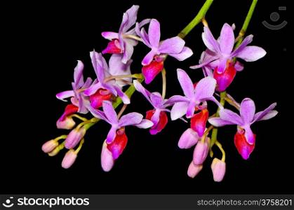 Miniature orchid, Phalaenopsis hybrid
