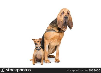 Miniature Pinscher and a bloodhound. Miniature Pinscher and a bloodhound sitting in front of a white background