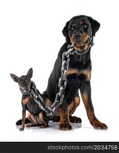 miniature pinscher and rottweiler in front of white background
