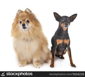 miniature pinscher and spitz in front of white background
