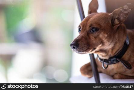 Miniature pinscher dog at home, bokeh and copy space. Miniature pinscher dog