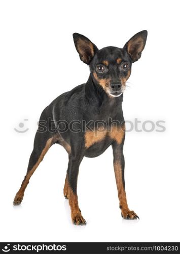miniature pinscher in front of white background