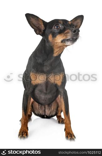 miniature pinscher in front of white background