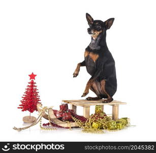 miniature pinscher in front of white background