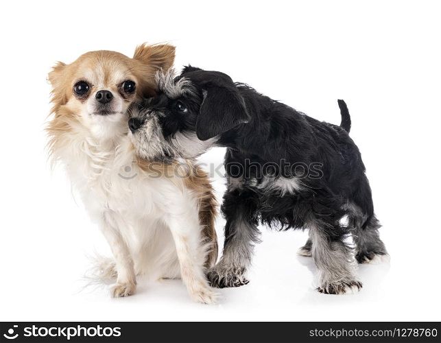 miniature schnauzer and chihuahua in front of white background