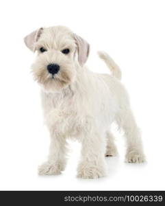 miniature schnauzer in front of white background