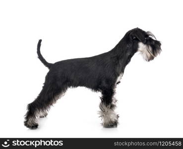 miniature schnauzer in front of white background