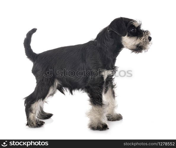 miniature schnauzer in front of white background