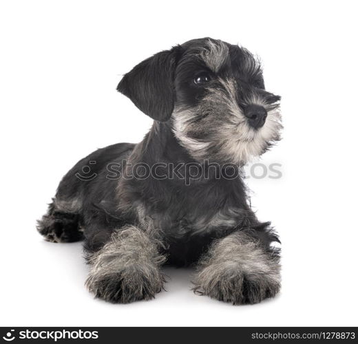 miniature schnauzer in front of white background