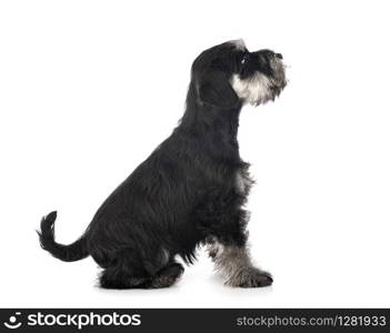 miniature schnauzer in front of white background