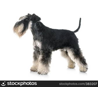 miniature schnauzer in front of white background