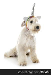 miniature schnauzer in front of white background