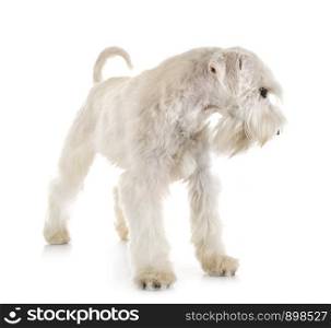 miniature schnauzer in front of white background