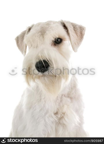 miniature schnauzer in front of white background