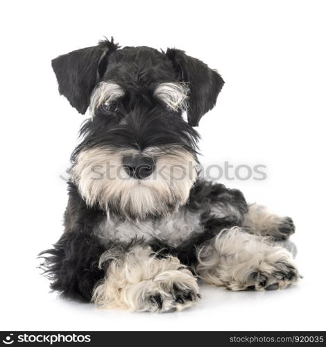 miniature schnauzer in front of white background