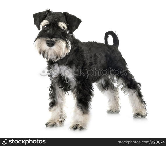 miniature schnauzer in front of white background