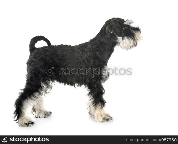 miniature schnauzer in front of white background