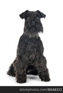 miniature schnauzer in front of white background