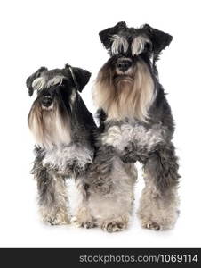 miniature schnauzers in front of white background