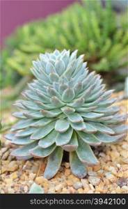 Miniature succulent plants, a kind of cactus
