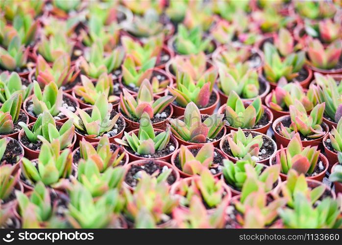 Miniature succulent plants in pot decorate in the garden / various types beautiful succulent plant in the cactus farm