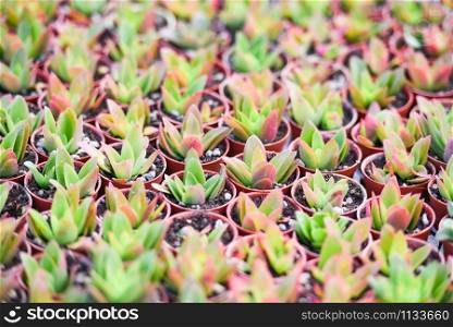 Miniature succulent plants in pot decorate in the garden / various types beautiful succulent plant in the cactus farm