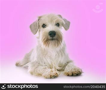 miniature white schnauzer in front of pink background