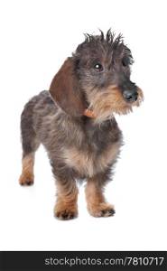 miniature wire-haired dachshund. miniature wire-haired dachshund in front of a white background.