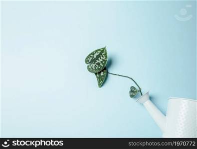 Minimal background of a plant and a water can over a pastel blue background with copy space wold eco concept