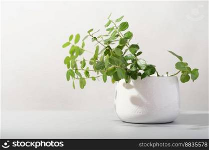 minimal home decor with green plants. lingonberry leaves growing in white flowerpot. green house decoration, home plants.. minimal home decor with green plants. lingonberry leaves growing in white flowerpot. green house decoration, home plants