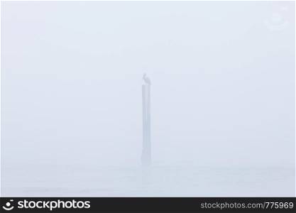 Minimal Landscapes with post and bird in the water at foggy morning