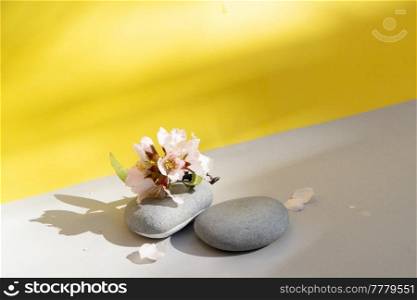 Minimal modern product display on gray and yellow background with podium and almond tree twig with flowers. Minimal product display
