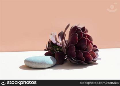 Minimal modern product display on textured beige background with succulent. Minimal product display